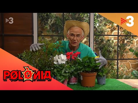 El gardening de Josep Borrell - Polònia