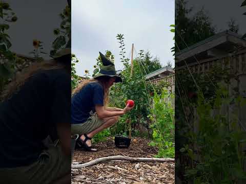 Summer 78: Wombo harvest after traveling for 6 days #gardening #garden #growyourownfood
