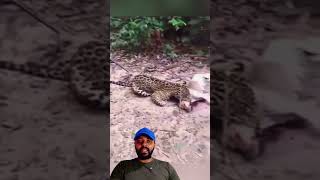 Dono do Cachorro e Onça 😱