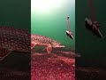 Video Thumbnail for Pike Fishing  #icefishing #shorts #fishing