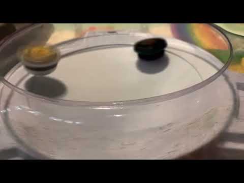 The Inferno Battle! Prime Apocalypse vs Dread Bahamut vs Judgement Joker vs Regalia Genesis