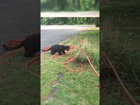 #Hcat#catlover #fumny #fumnyvideos #foryou #fypage #fyp #fumnycat#cats