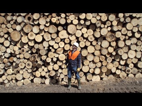 MICHIGAN NEWS: U-M researchers testing ways to make aspen-dominated forests resilient to climate change | U-M LSA University of Michigan Biological Station (UMBS)