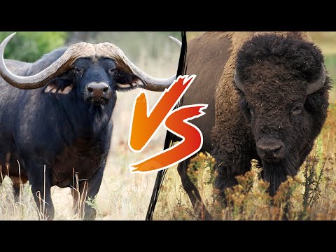 American Bison VS Cape Buffalo - Who Will Win?
