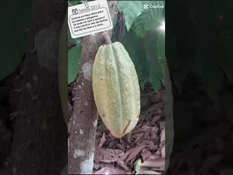 Chácara Terra Prometida ninho e frutas Breu Branco Pá