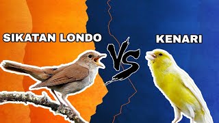 Download lagu SIKATAN LONDO VS KENARI mp3