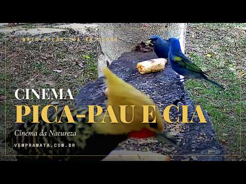 Pássaro no comedouro em close — Cinema Bate-Asas, Mata Atlântica, Santa Teresa ES