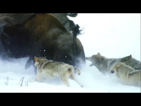 Как охотятся самые крупные Макензийские волки – гроза бизонов!