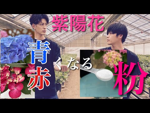 アジサイはなぜ色を失うのですか？この花がなぜそんなに悲しいのかを調べてみましょう…  庭園