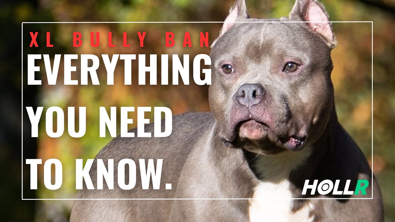 The UK ‘XL Bully’ ban, explained.