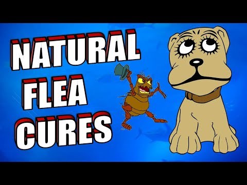 What is the BEST NATURAL FLEA TREATMENT for Dogs & Cats