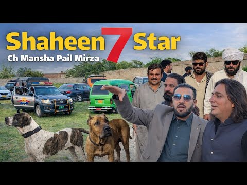 Exhibition of Pakistan's best fighting dogs 🐕 || چوہدری منشا پیل مرزا || Shaheen 7 Star Group || ✅