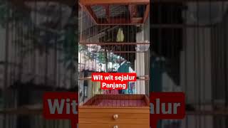 Download lagu pleci mewah nembak wit wit sejalur panjang mp3 Download lagu pleci mewah nembak wit wit sejalur panjang mp3