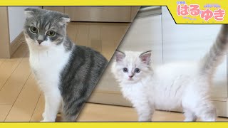 【予告】召喚獣はるとゆき