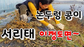 서리태콩 재배는 논두렁 콩이 최고 알도 굵고 수확량이 많다
