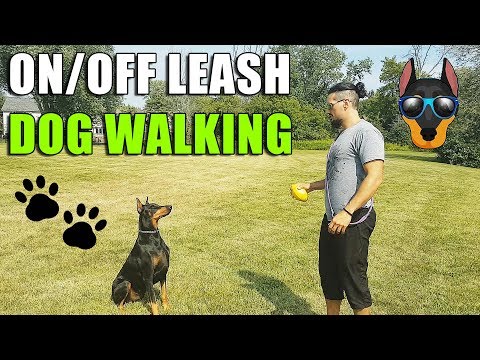 HOW TO Walk a Dog without Pulling on a Leash | Tips for Dog Walking 🐾 Video