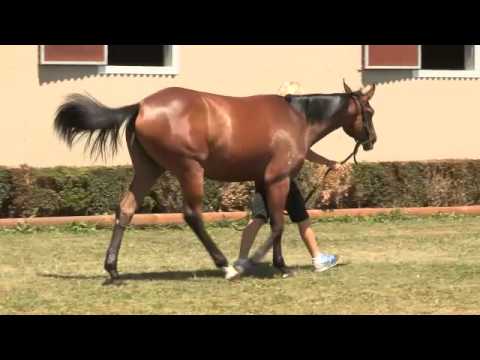 Lot 49 Fastnet Rock (AUS)/Festival Princess (IRE)