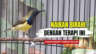 Download lagu Terapi Sogon Ribut Ampuh Naikan Birahi dan Bikin Gacor mp3