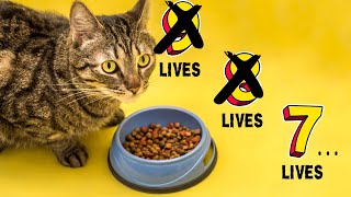 Cat Nutrition - What Are The Dangers Of Dry Food?