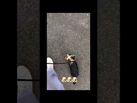 #funny #dogs #pet #dogscats#dogshorts #dog#doglover#doglife