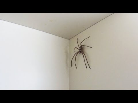 my pet spider escaped.. (HELP)