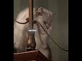 They Did That Stuart Little Edit EMIN Ft JONY Каmin Slowed Tiktok Remix
