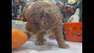 ハーフ犬の動画01