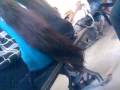 Kav Long Hair