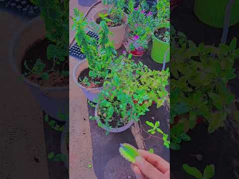 So purple te #tutorial