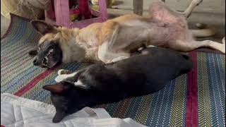 Puppy and kitty #shorts #puppyandkitty