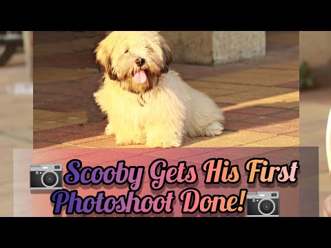 📷Scooby Gets His First Photoshoot Done📷 {Photo Collection}