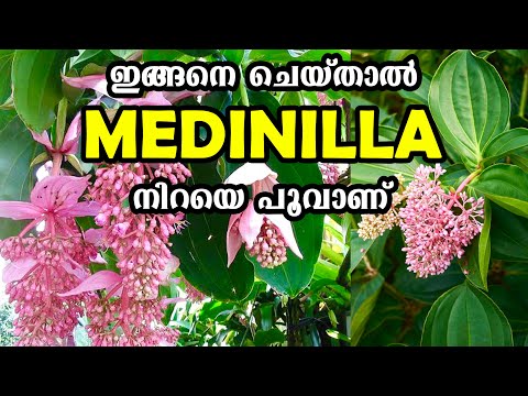 , title : 'Medinilla  നിറയെ പൂവാണ് | medinilla plant care'
