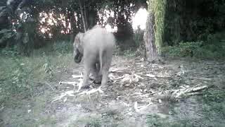 preview picture of video 'Northeasthern elephant of India.'