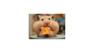 Cover art for Sink to the Deep Sea World Chroma Remix