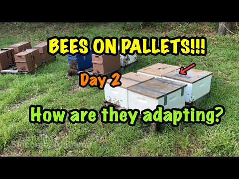 Bees on Pallets - Day 2 - HOW are they DOING? WHAT did they NEED?