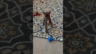 Video preview image #1 American Staffordshire Terrier-Unknown Mix Puppy For Sale in Arlington, VA, USA