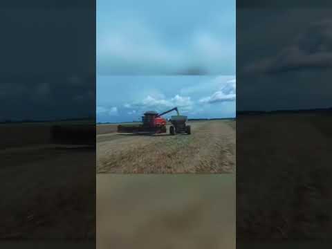 Fazenda 1.740 ha no Norte do TO: Dupla Aptidão em Barra do Ouro #imoveisvenda #fazendavenda