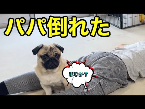 犬に死んだふりを教える方法