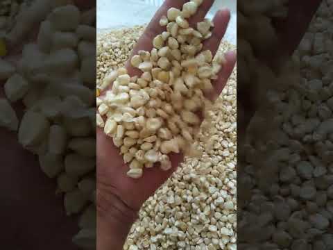 Seeds white maize seed, high in protein