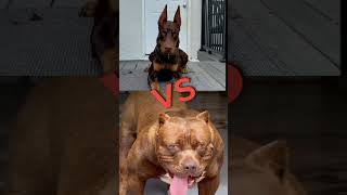 Download lagu pitbull vs doberman #shorts mp3