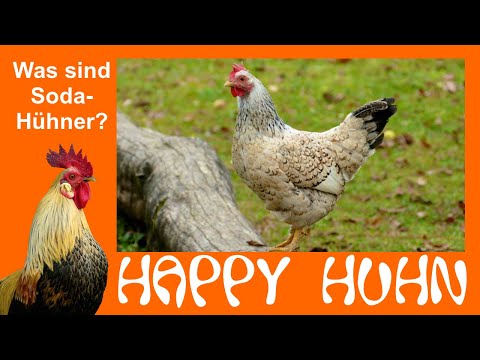 E22 What are soda chickens? - HAPPY CHICKEN - Focus on non-pedigree mixed-breed chickens and fera...