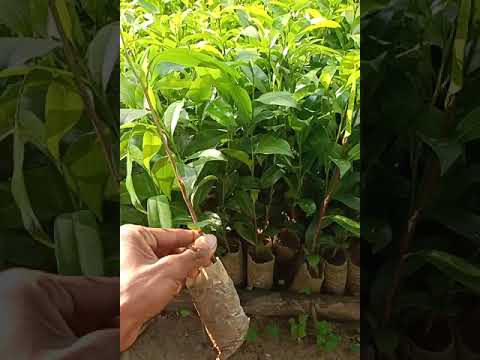 Round bokul plant, for garden