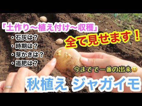 ジャガイモを植える時期 2023