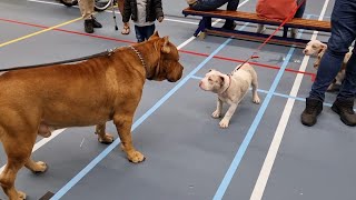 American bully show in the Netherlands 2022 sep.