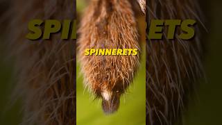 Peacock Spider Spinnerets: Ultimate Guide