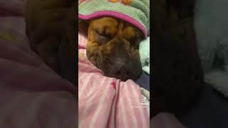 Good night sweet Nallah.   #boxerdog #lullaby #bedtimesong  I do not own the music