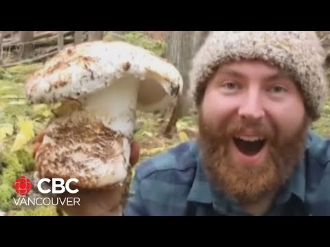 B.C. mushroom picker finds massive matsutake mushroom