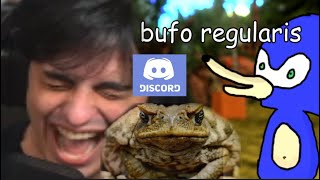 trote do bufos regularis