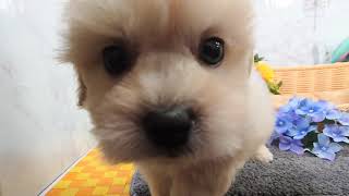 ハーフ犬の動画01