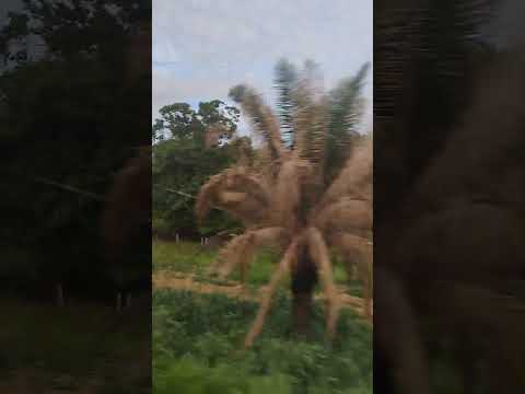 Pelas estradas de Goiás, próximo a cidade de Alvorada do Norte